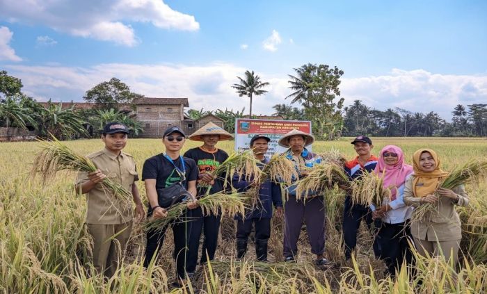 Kegiatan Ubinan Kelompok Tani Desa Giwangretno